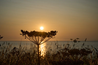 Sunset over Firth of Forth - viewed through vegetation on shore