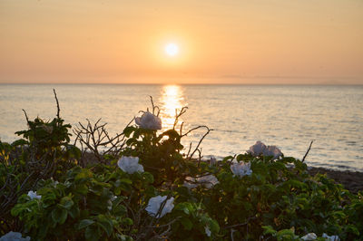 Sunset over Firth of Forth - viewed through flowers and other vegetation on shore