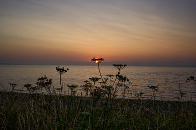 Sunset over Firth of Forth - viewed through vegetation on shore
