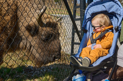 Fence Grass Mesh Fawn Wire fencing Recreation