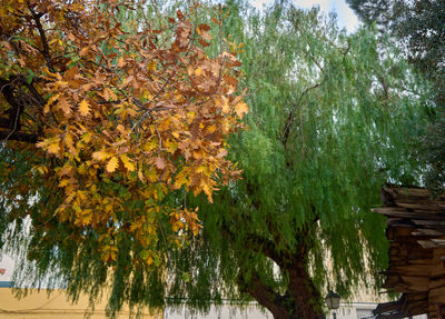 Winter trees in Favara, Spain