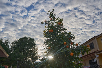 Sunset over an orange tree, Favara, Spain