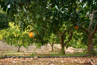 Orange citrus fruit plantations in Valencia region