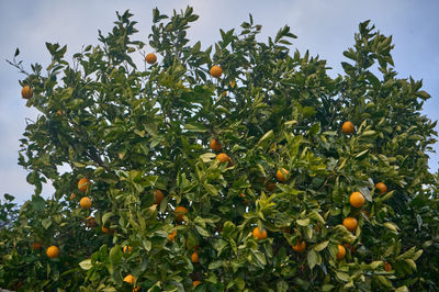 Orange citrus fruit plantations in Valencia region