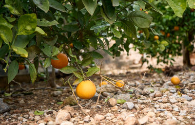 Orange citrus fruit plantations in Valencia region