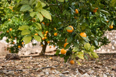 Orange citrus fruit plantations in Valencia region