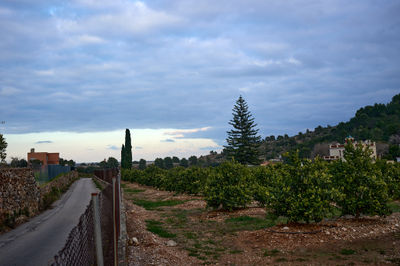 Orange citrus fruit plantations in Favara, Valencia