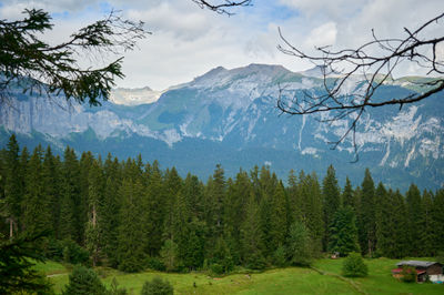 Swiss Alps landscape - mountain wood