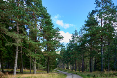 Scottish glen with mountains at the background and a road through a pine forest