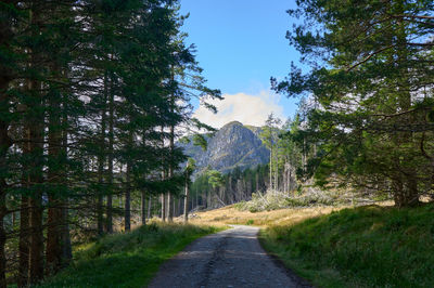 Scottish glen with mountains at the background and a road in a pine forest