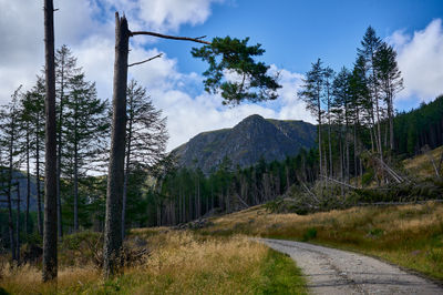 Scottish glen with mountains at the background and pine trees under summer blue sky