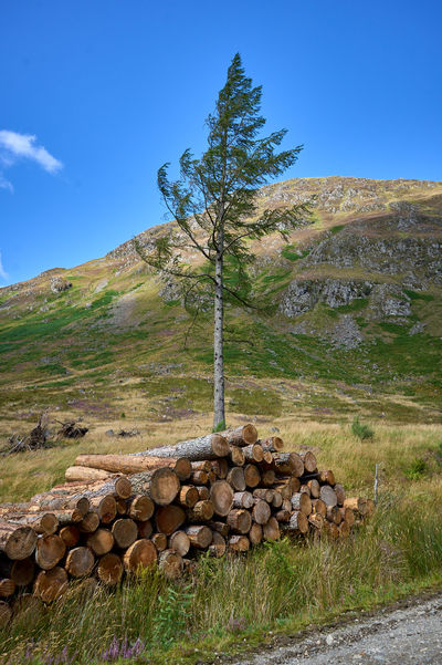 A pine tree and a pile of logs with a mountain at the background