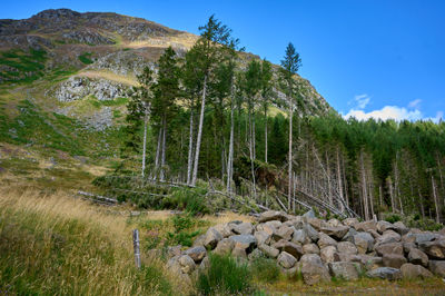 Pine trees and a hill at the background with a pile of rocks at foreground