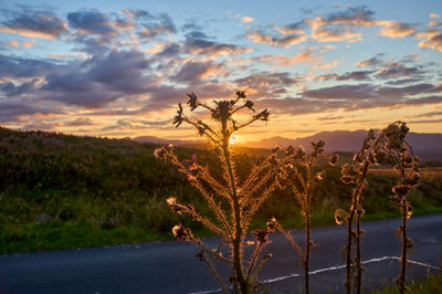 Spear thistle illuminated by a sunset - mountains on the background