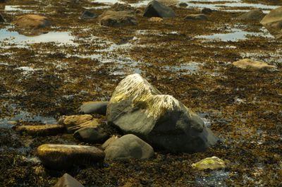 Kintyre, Scotland. A photo displays a rocky landscape with a large rock in water. The close-ups reveal the rugged texture, jagged edges, and a plant adding color. The image highlights nature's beauty 