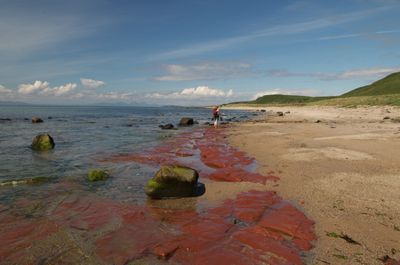 Kintyre, Scotland. A serene beach scene with a person walking, blue sky, fluffy clouds, green field. A rock, red algae, but there's a red oil spill.
