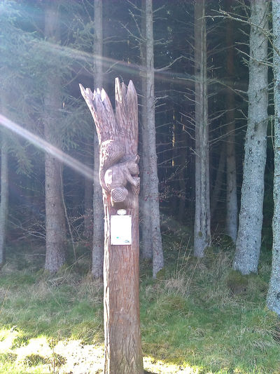 Craik Forest, Scotland