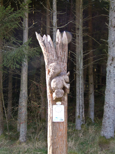 Craik Forest, Scotland