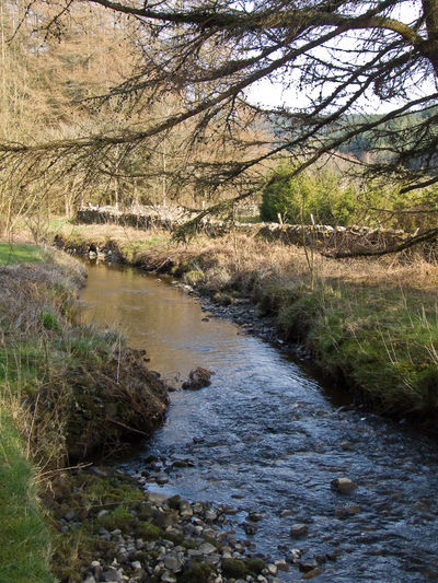 Craik Forest, Scotland