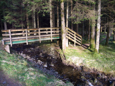 Craik Forest, Scotland