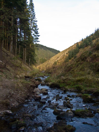 Craik Forest, Scotland