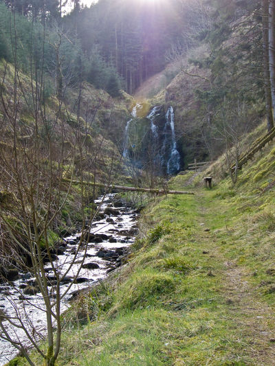 Craik Forest, Scotland