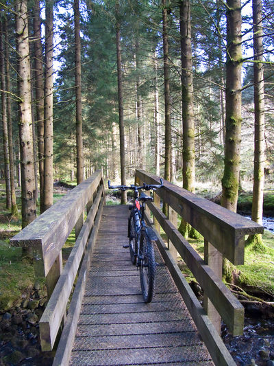 Craik Forest, Scotland