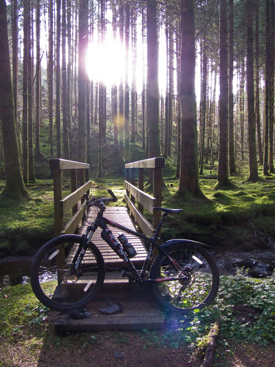 Craik Forest, Scotland