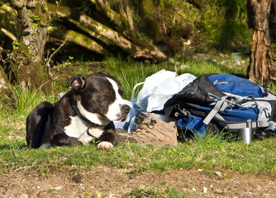 On the West Highland Way along Loch Lomond