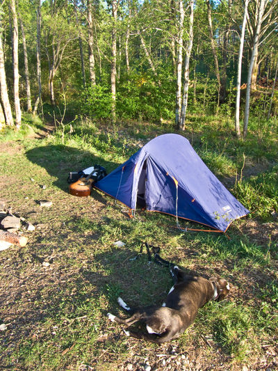 Camping on Loch Rannoch in summer