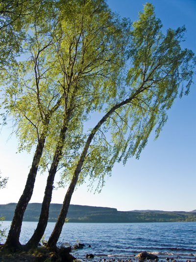 Camping on Loch Rannoch in summer