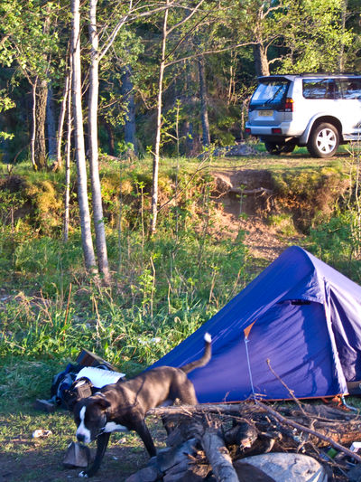 Camping on Loch Rannoch in summer