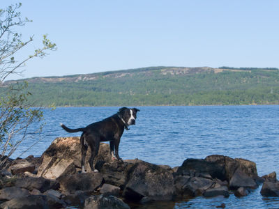 Camping on Loch Rannoch in summer