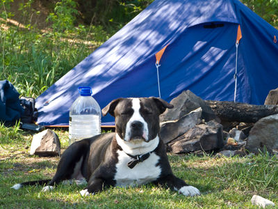 Camping on Loch Rannoch in summer