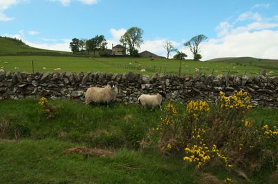 Sheep grazing on a green field near the stone fence