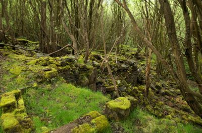 A serene forest scene with a moss-covered rock wall, tall trees, and a lush grassy field invites visitors to explore nature's beauty.