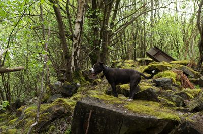 A serene forest scene with a dog on a rock, a goat on mossy rocks, and a metal container, exuding tranquility and natural beauty.