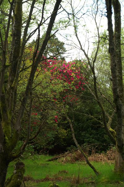 A serene landscape with vibrant pink flowers, majestic trees, and clear blue sky. Close-ups of bark, branches, moss, grass, and sticks create a natural and immersive environment. Green leaves add dept