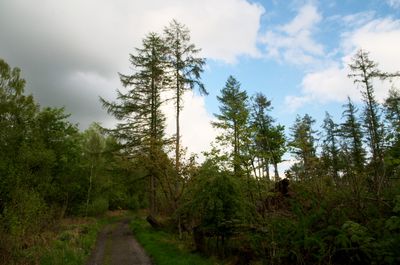 A picturesque forest path winds through lush vegetation, framed by towering trees, grass, and a celestial sky, inviting exploration.