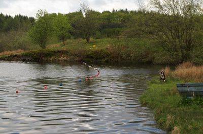 A serene and idyllic scene of nature captured in a photograph. A graceful dog, colorful buoys, dense forest, and swaying grass create a peaceful and harmonious ambiance, inviting viewers to immerse in