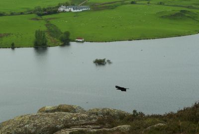 A serene landscape with a peaceful lake, green fields, and a soaring bird. A blurry tree adds mystery. A house and building offer solitude and tranquility. The image invites immersion in nature.