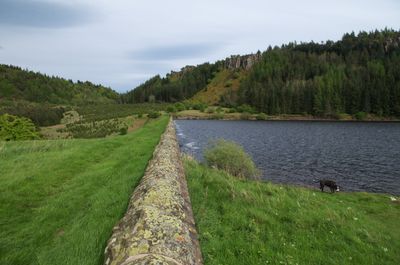 A dog walks beside a stone wall covered in moss on a grassy hillside by a peaceful body of water. Towering trees and a green field add to the serene natural beauty.