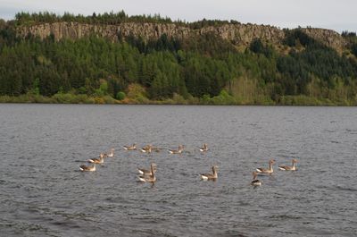 A serene lake with ducks, surrounded by a lush forest and a majestic cliff, creates a tranquil and picturesque environment.