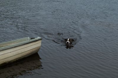 A joyful dog swims while a peaceful boat glides, creating a serene and harmonious scene by the waterfront.