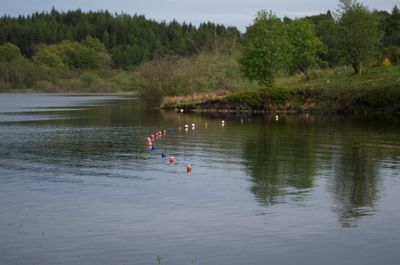 A calm and tranquil image of a water body with buoys, trees, and grass, creating a serene natural setting.