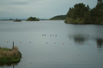 A serene landscape with ducks swimming in a lake surrounded by green grass and trees. People in the distance add a sense of scale.