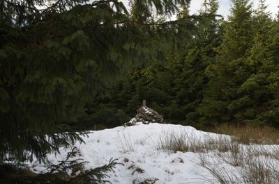 Winter Walks around Edinburgh, Scotland