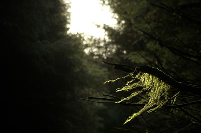 Winter Walks around Edinburgh, Scotland