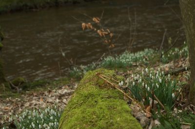 Winter Walks around Edinburgh, Scotland