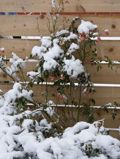 Snowy Winter in Edinburgh